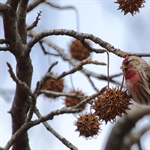 "Unusual Birds" to take flight at Kaler Science Lecture Series in March