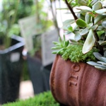 Parkland College Horticulture to Host Annual Spring Plant Sale